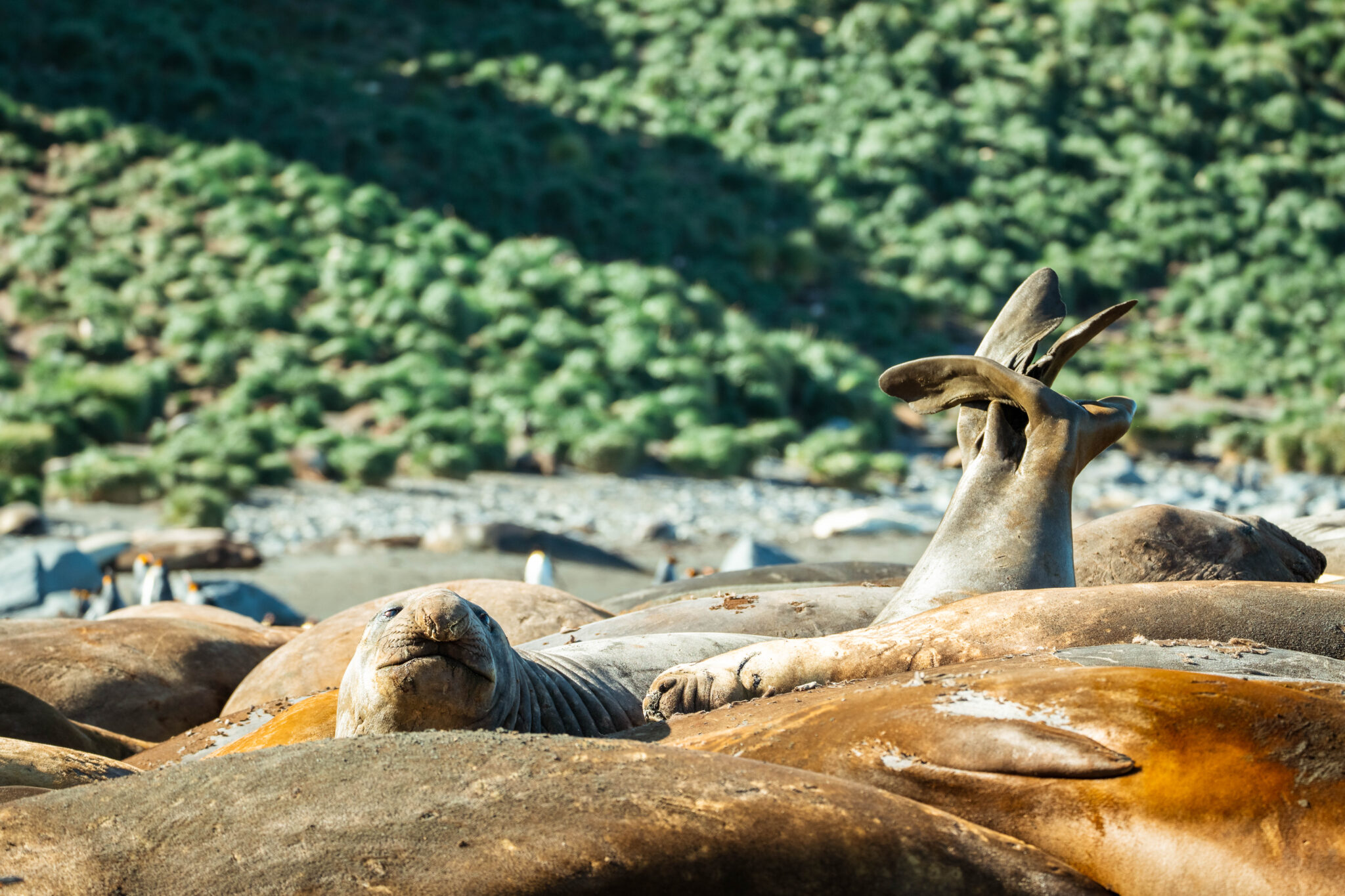 Fun Facts About Elephant Seals - Aurora Expeditions™