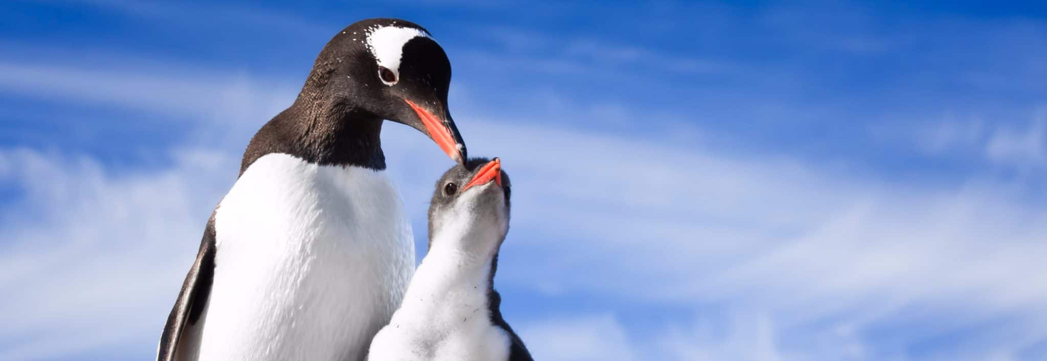 Antarctica Wildlife Guide Facts Aurora Expeditions 