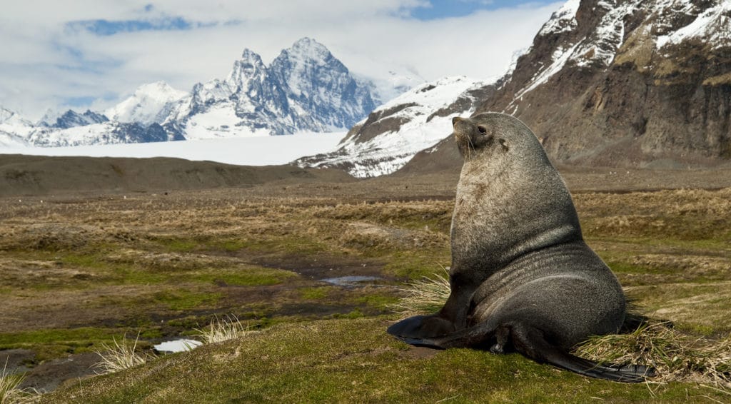 Are Seals Endangered In Antarctica? | Aurora Expeditions