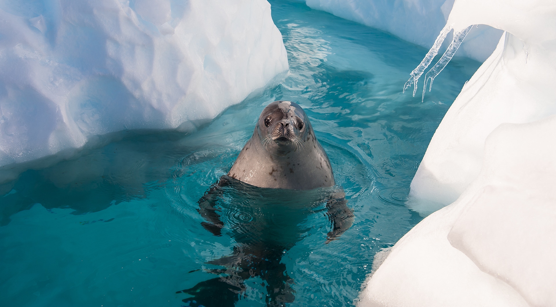 Are Seals Endangered In Antarctica? | Aurora Expeditions