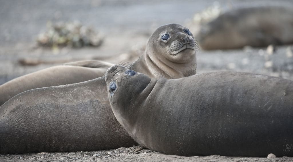 Are Seals Endangered In Antarctica? | Aurora Expeditions