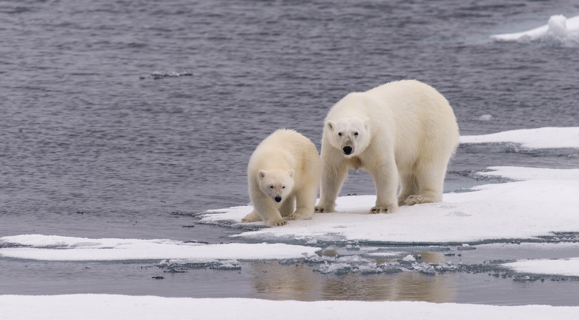 How Many Polar Bears Are Left 2024 Season - Val Libbie