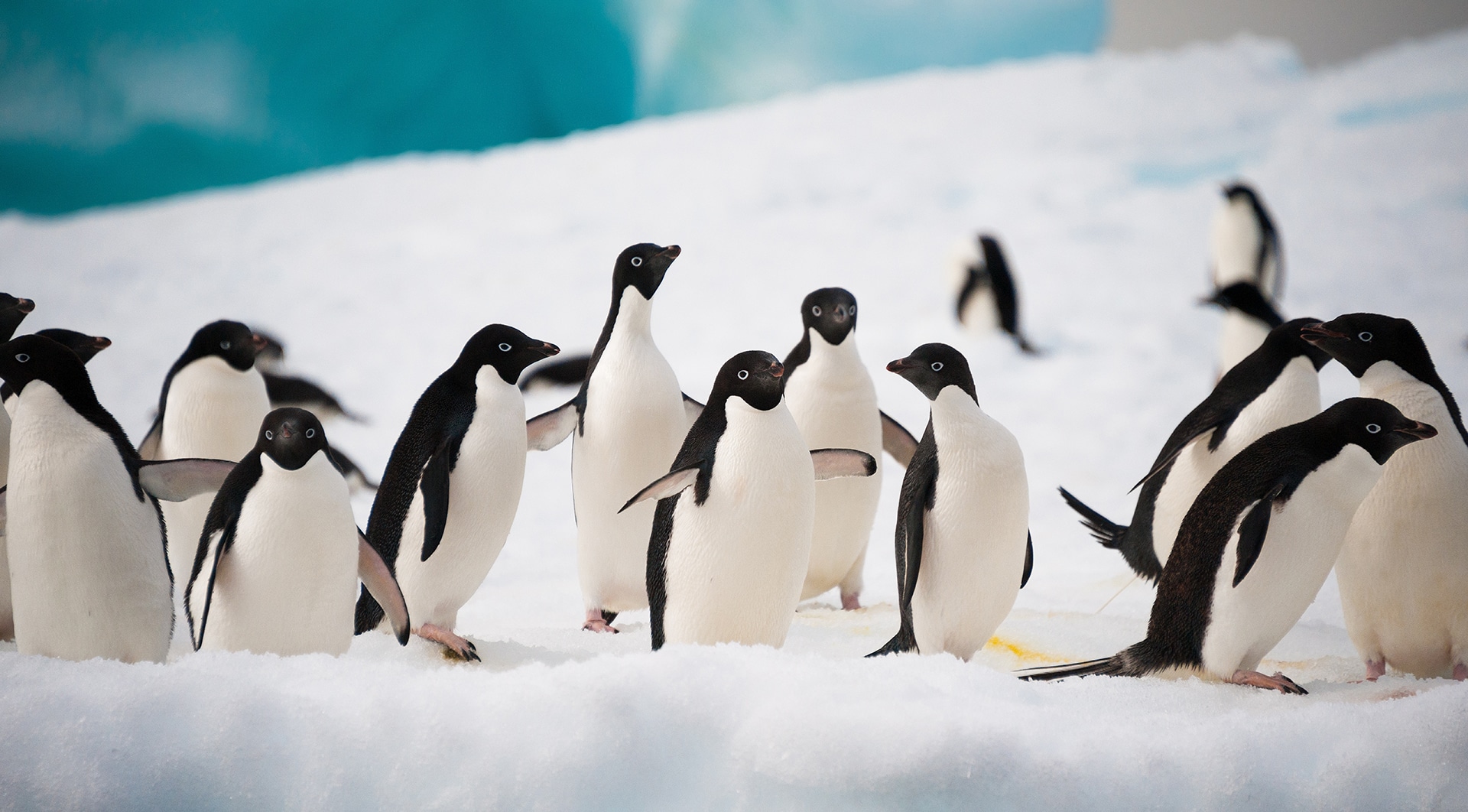 What Animals Live In Antarctica Aurora Expeditions 