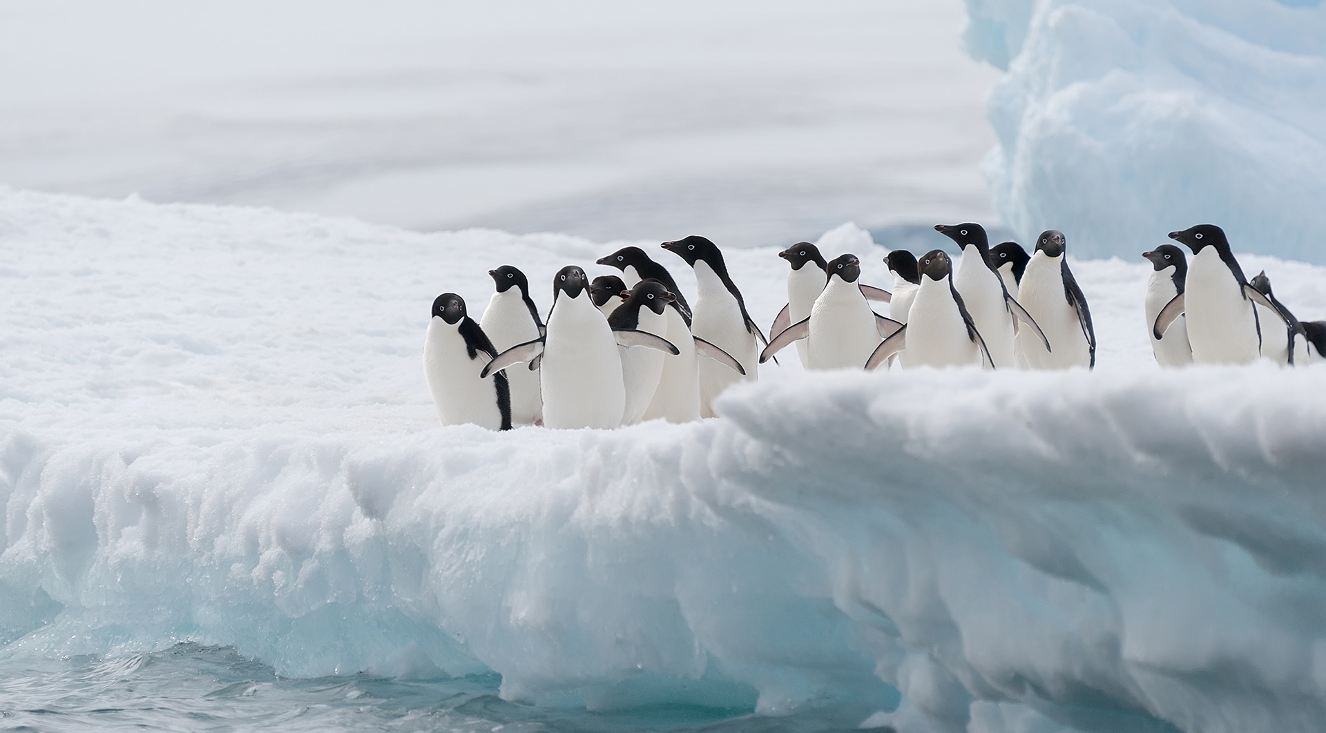 Endangered Penguins In Antarctica - Aurora Expeditions™