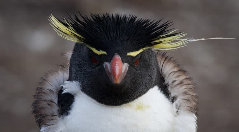 Endangered Penguins In Antarctica - Aurora Expeditions™