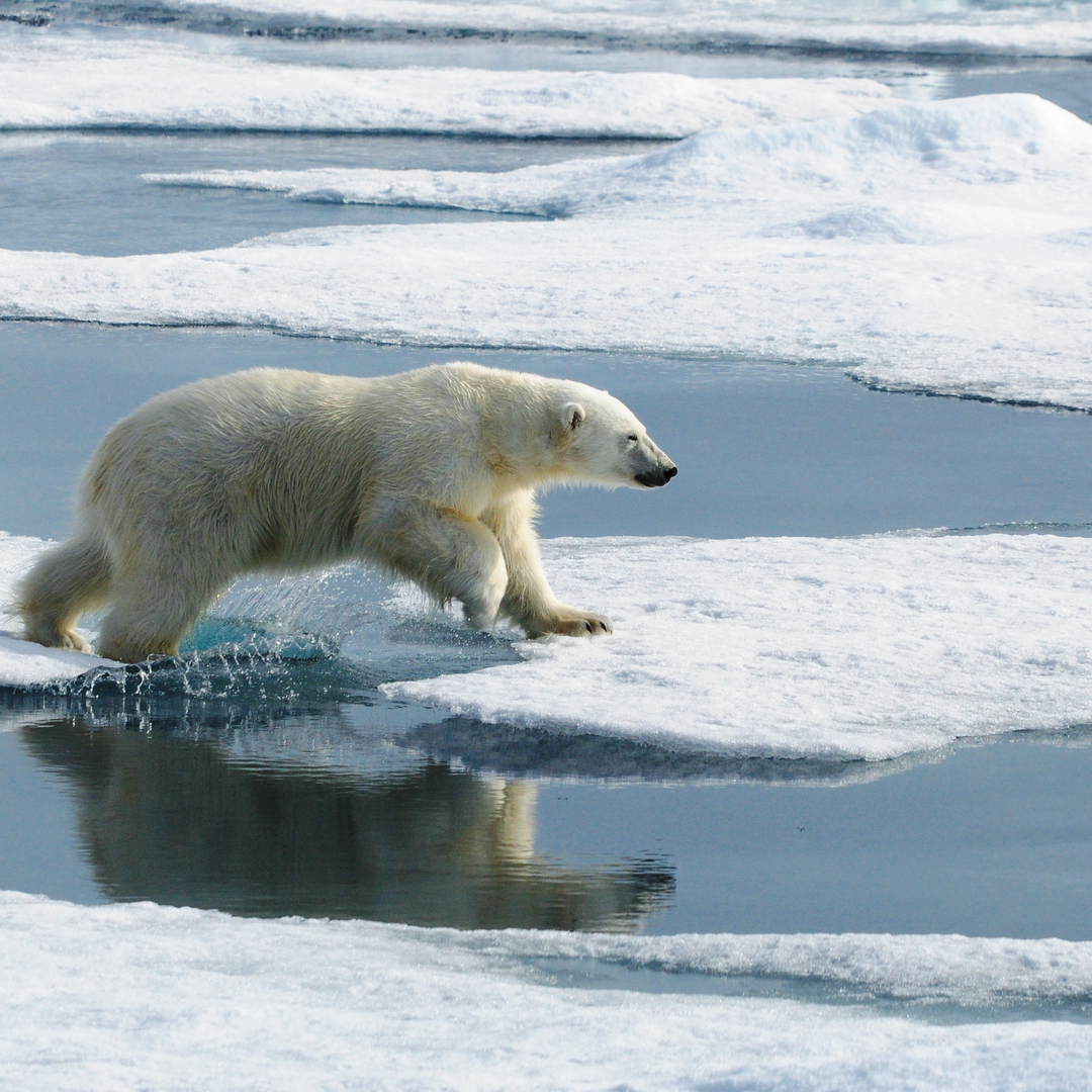 Jewels of the Arctic Tour 2022 | Aurora Expeditions™