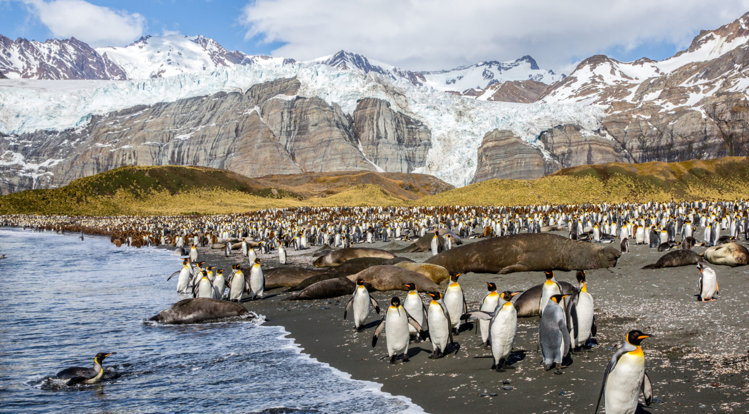 South Georgia Island Cruises & Tours | Aurora Expeditions