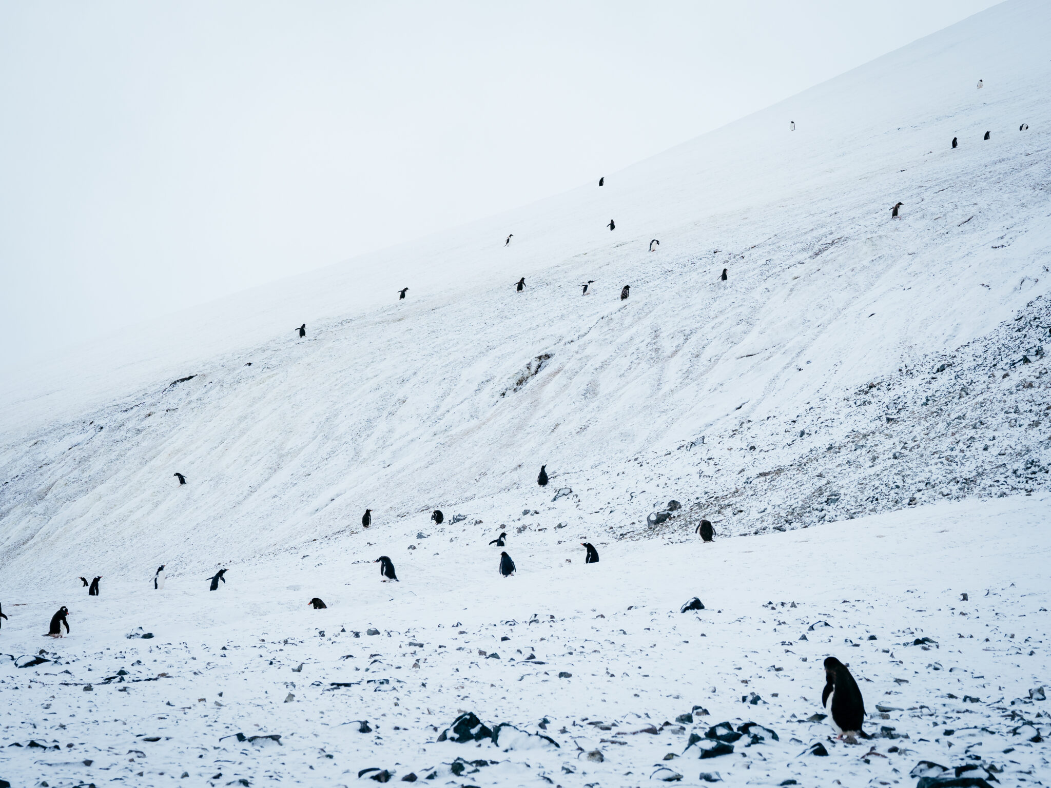 antarctic cruises from australia