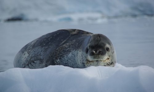 Leopard seal